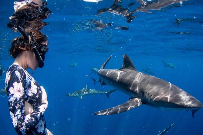 Snorkeling or Swimming with Sharks in Cabo San Lucas - The shark briefing comes first
