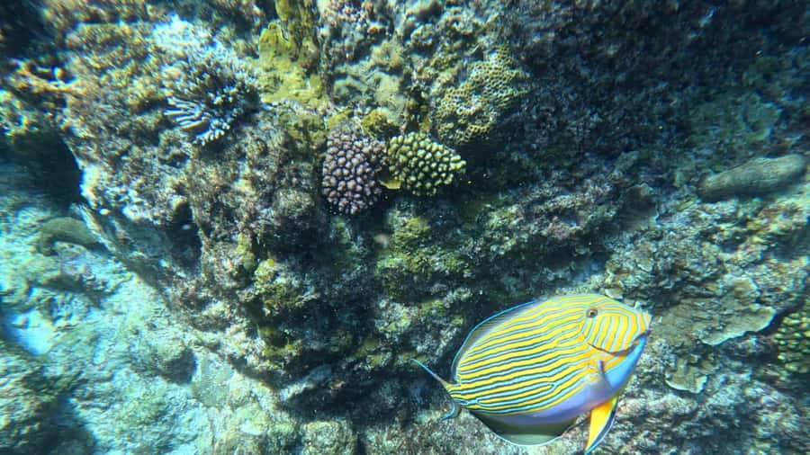 Snorkeling St-Pierre Marine Park and Anse Petite Cour - Key details to know before booking