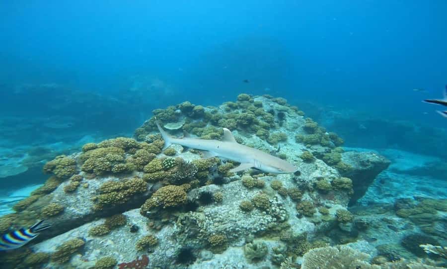 Snorkeling St-Pierre Marine Park and Anse Petite Cour - The equipment and reboarding question