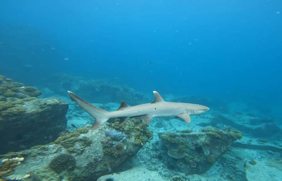 Snorkeling St-Pierre Marine Park and Anse Petite Cour - What is included for $106