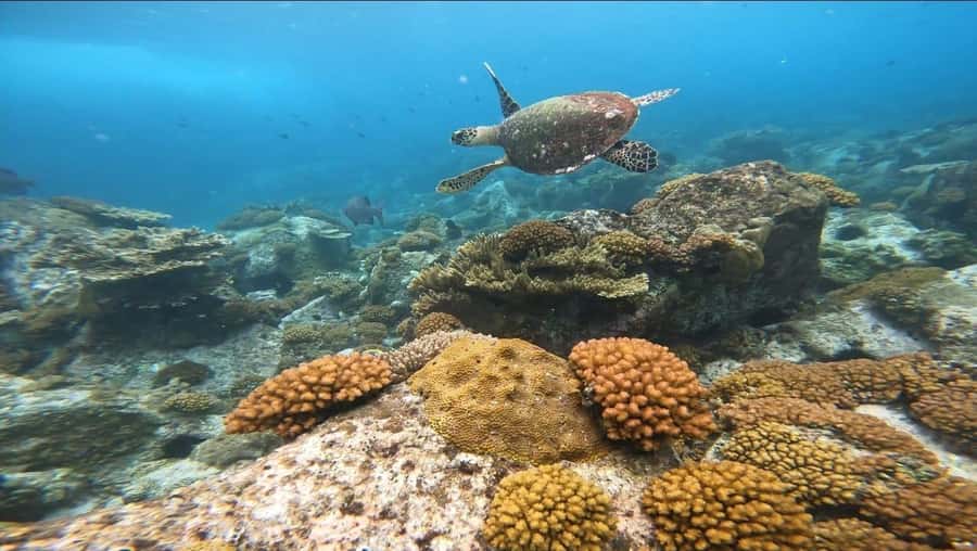 Snorkeling St-Pierre Marine Park and Anse Petite Cour - Pickup across Praslin makes planning easier