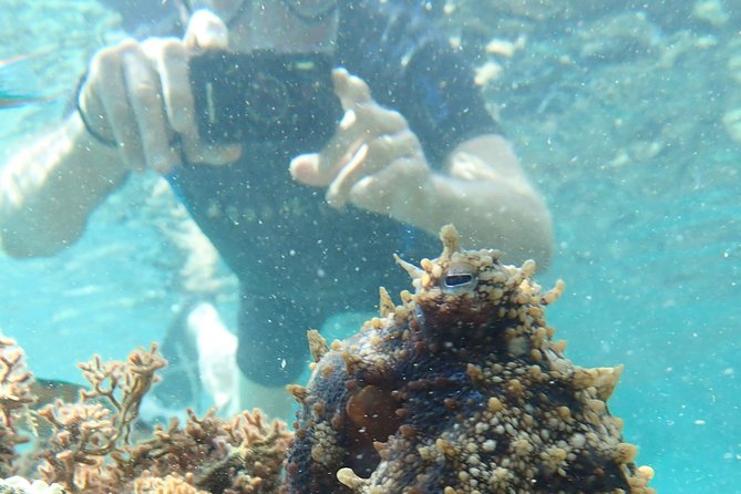 Snorkeling Tour - Key points at a glance