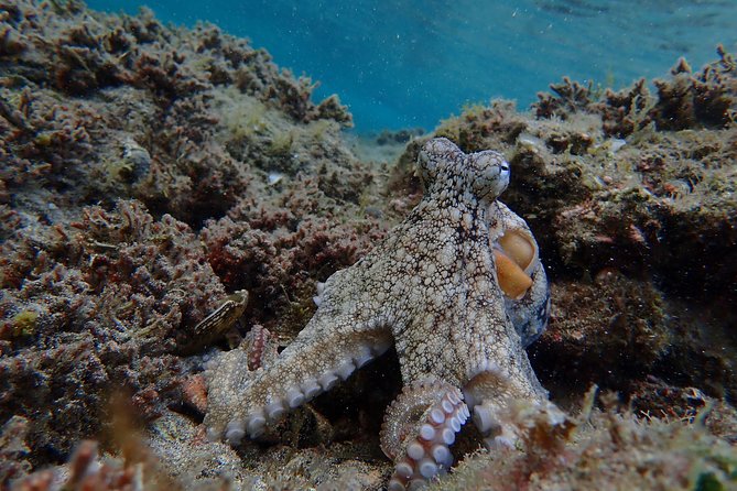 Snorkeling Tour - Is this suitable for children and first-time snorkelers?