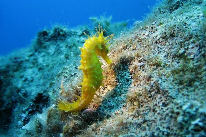 Snorkeling Tour Coast to Coast Taormina and Isola Bella - From Giardini Naxos to the Isola Bella reserve