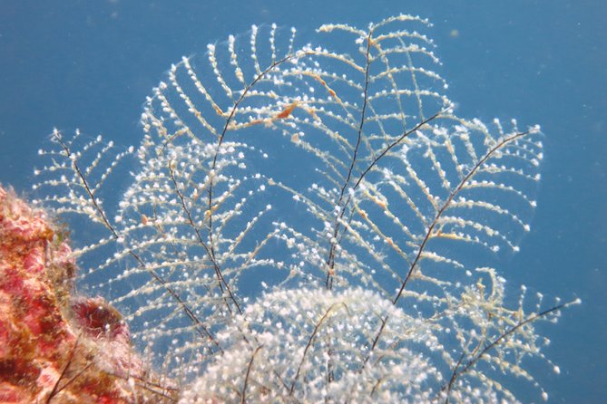 Snorkeling Tour Coast to Coast Taormina and Isola Bella - The boat, group size, and comfort