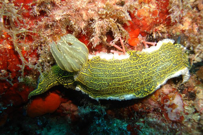 Snorkeling Tour Coast to Coast Taormina and Isola Bella - Why the second bay matters