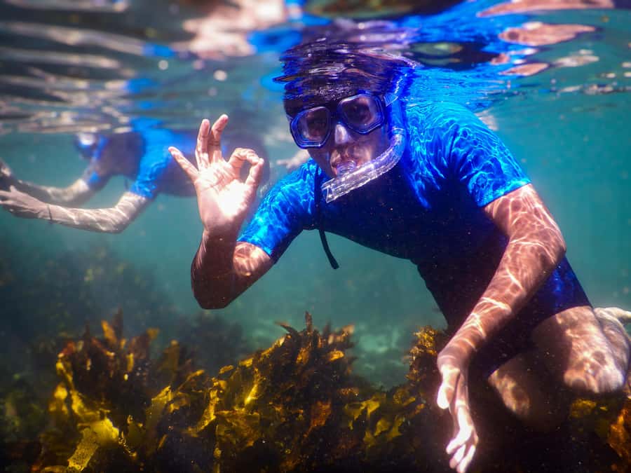 Snorkeling Tour: Discover Sydney’s impressive sea life - Clovelly gives you a city reef with real sea life