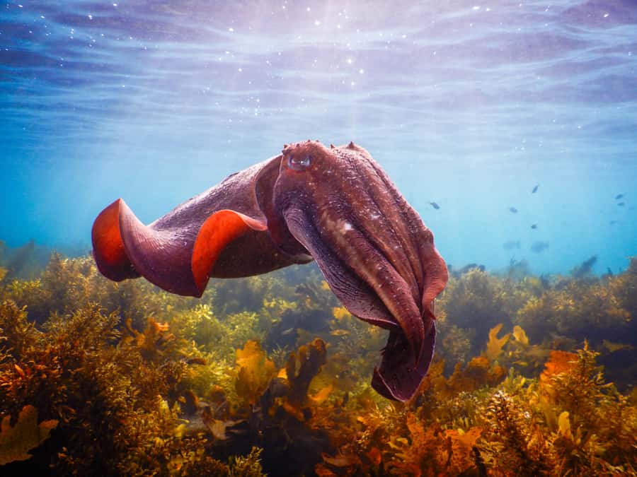Snorkeling Tour: Discover Sydney’s impressive sea life - One hour among rocks, fish, rays, and small creatures
