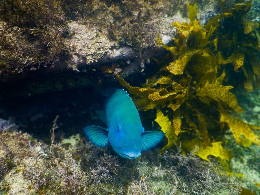 Snorkeling Tour: Discover Sydney’s impressive sea life - What happens when Clovelly is rough
