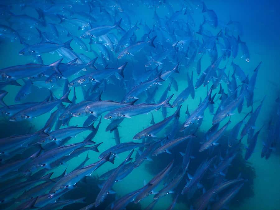 Snorkeling Tour: Discover Sydney’s impressive sea life - Is $69 good value for a 90-minute activity?