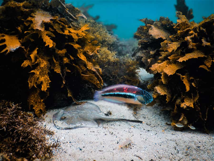 Snorkeling Tour: Discover Sydney’s impressive sea life - The first 15 minutes: briefing, fitting gear, and settling nerves