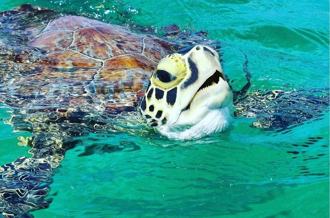 Snorkeling Tour to Vieques Island only 30 minutes away! - Beach time, jumping from the boat, and paddleboards
