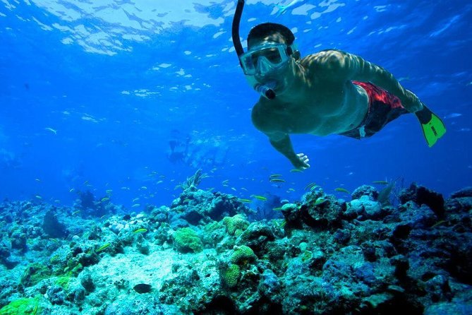 Snorkeling Tour to Vieques Island only 30 minutes away! - Should you book the Vieques snorkeling trip?