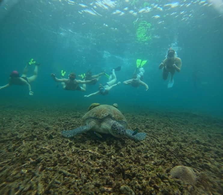 Snorkeling Tour with meals and BBQs - Cocktail - Sunset⭐⭐⭐⭐⭐ - Key points worth knowing
