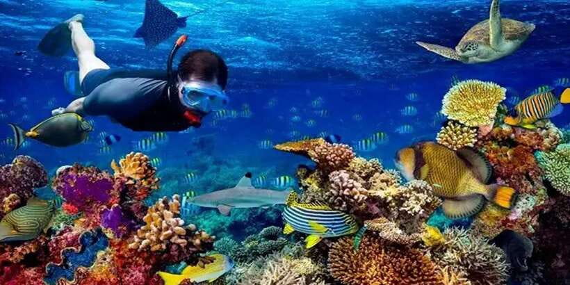 Snorkeling Trip from Polhena Beach, Matara, Sri Lanka - FAQ