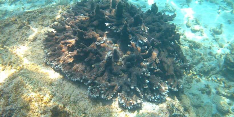 Snorkeling Trip from Polhena Beach, Matara, Sri Lanka - Equipment, safety, and comfort in the water