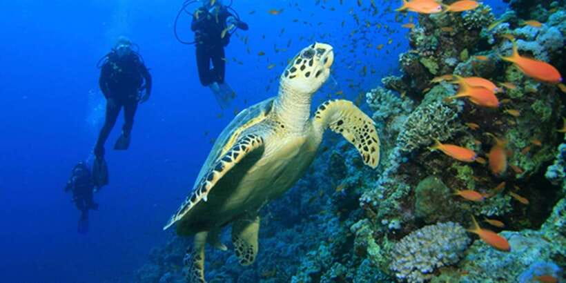 Snorkeling Trip from Polhena Beach, Matara, Sri Lanka - Is $29 good value for this experience?