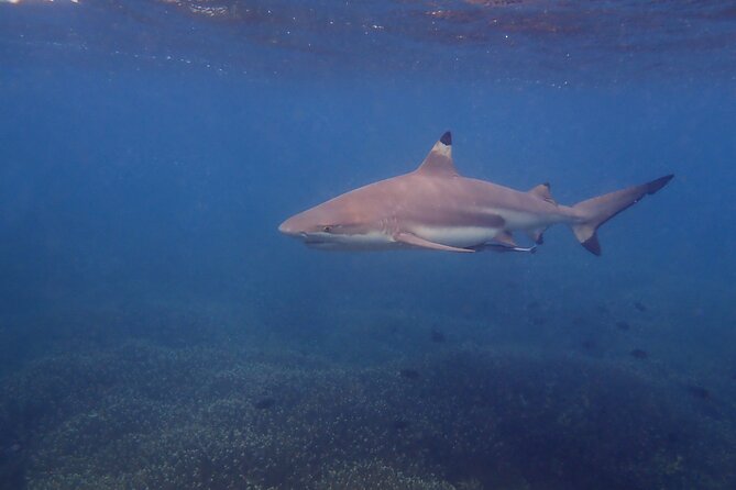 Snorkeling Trip To Pigeon Island - The freedom and limits of a self-guided swim