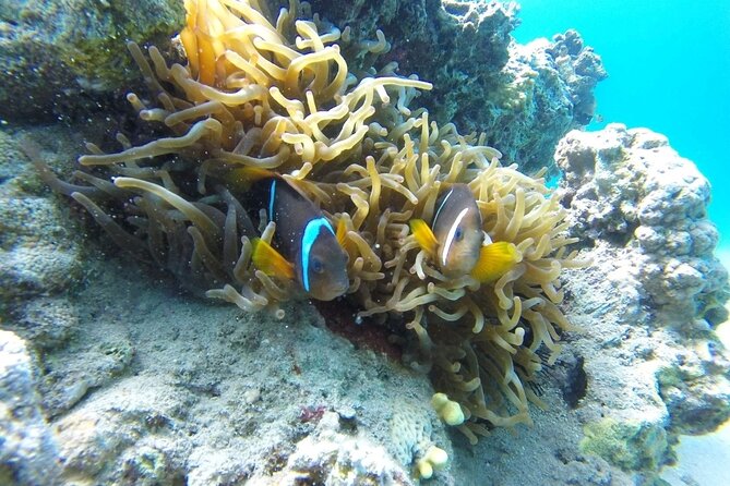 Snorkeling Trip with pick up ( beach) - Timing, private groups, and cruise schedules