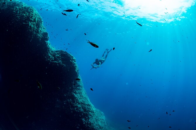 Snorkeling with Marine Biologist Expert from Sorrento - What you might see beneath the surface