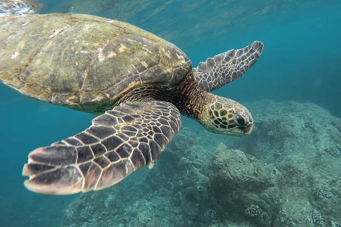 Snorkeling with Turtles in Mirissa - Key points to know before you book