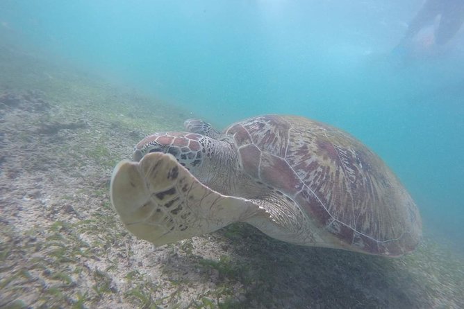 Snorkeling with Turtles in Mirissa - Walking from Araliya Restaurant to the water
