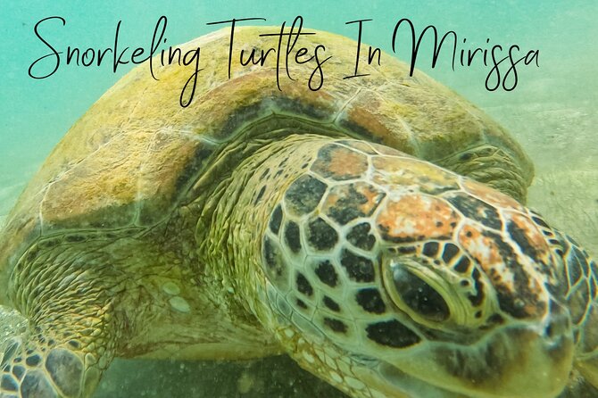 Snorkeling with Turtles in Mirissa - Why the private format is worth the $25 price