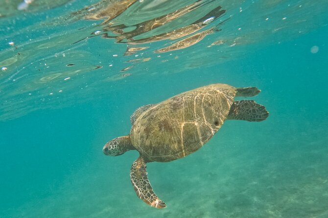 Snorkeling with Turtles in Mirissa - Help for beginners and less confident swimmers