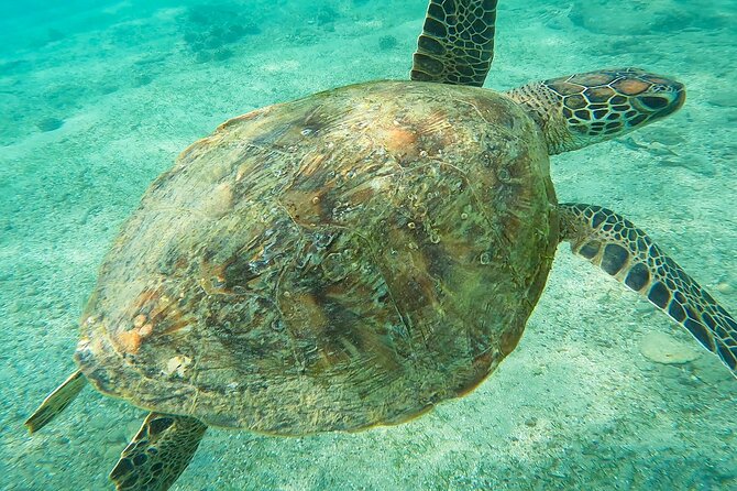 Snorkeling with Turtles in Mirissa - Timing, weather, and the best mindset