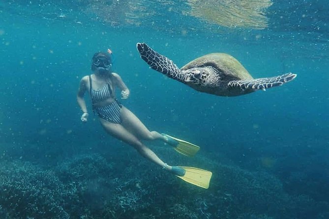 Snorkeling with Turtles in Mirissa - What the one-hour snorkeling session is like