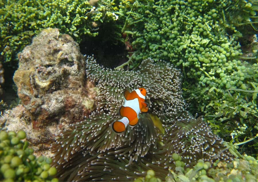 Snorkelling & islandhopping tour Karimunjawa (sharing tour) - Who should book this Karimunjawa trip