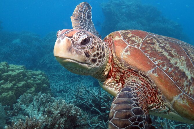 Snorkelling or Glass Bottom Boat at Green Island from Cairns - How much time do you need?