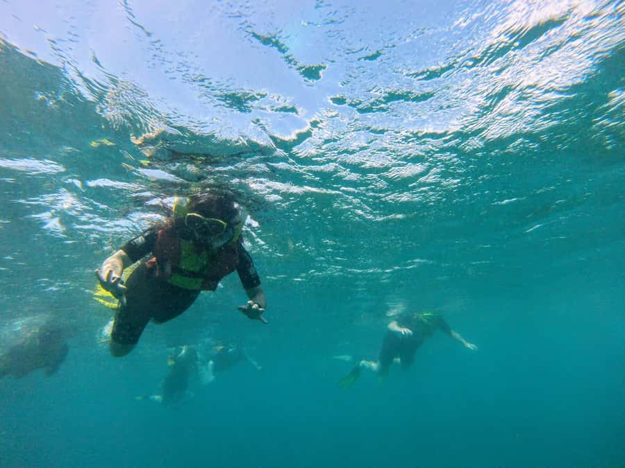 Snorkelling trip with certificate local guide - Equipment, safety, and the points I would check first