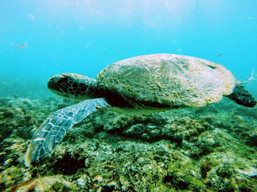 Snorkelling trip with certificate local guide - Pickup and timing need extra care