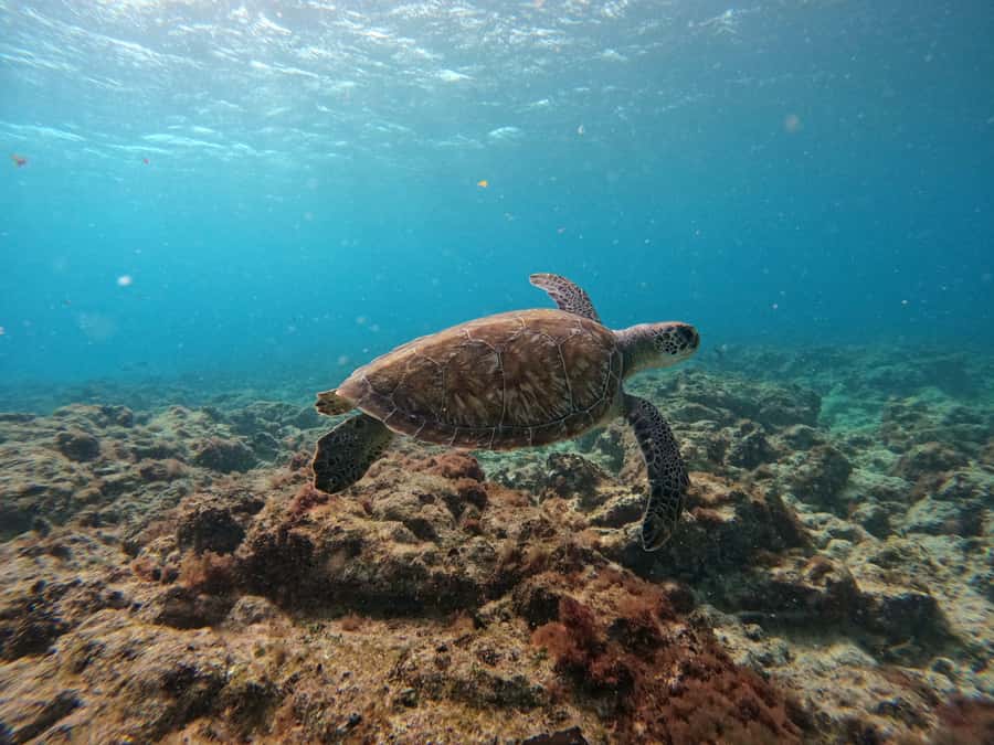 Snorkelling trip with certificate local guide - Is $50 good value for Sal?