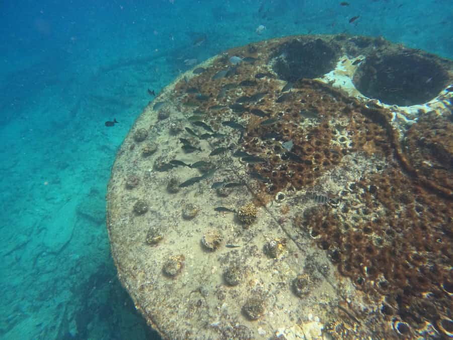 Snorkelling trip with certificate local guide - Who will enjoy this most