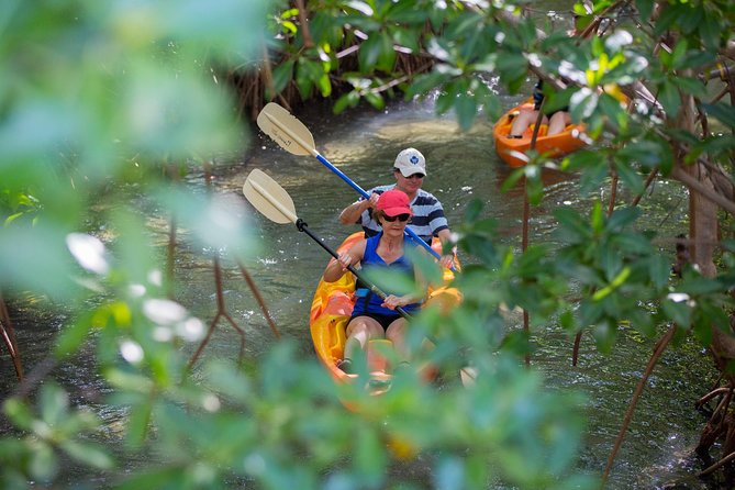 SoCoHo Eco Half Day - Mangrove Kayak & Reef Snorkeling - How the $135 price adds up