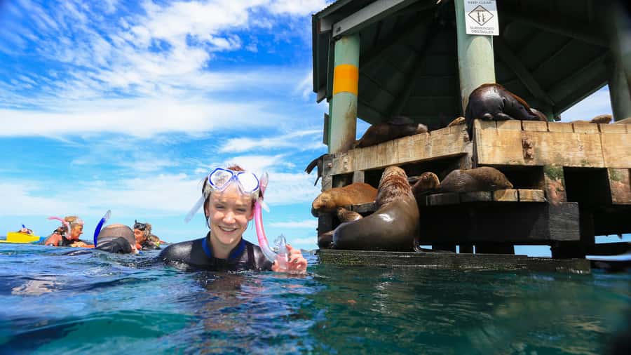 Sorrento: Dolphins & Seals Snorkeling Cruise w/ Lunch - Key details before you book