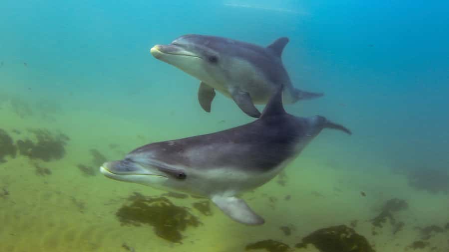 Sorrento: Dolphins & Seals Snorkeling Cruise w/ Lunch - Leaving Sorrento Pier on Moonraker
