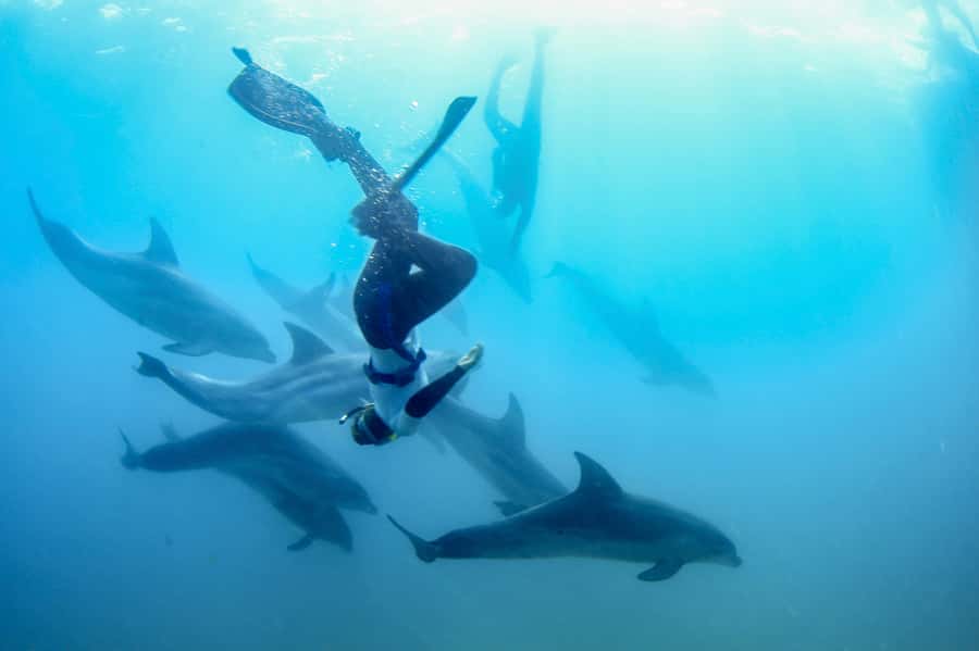 Sorrento: Dolphins & Seals Snorkeling Cruise w/ Lunch - Lunch, hot drinks, and a useful break