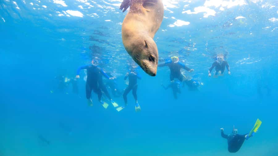 Sorrento: Dolphins & Seals Snorkeling Cruise w/ Lunch - Searching Port Phillip Bay for dolphins