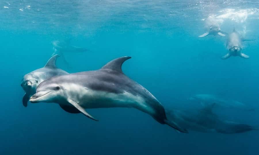 Sorrento: Dolphins & Seals Snorkeling Cruise w/ Lunch - The boat ride and coastal scenery