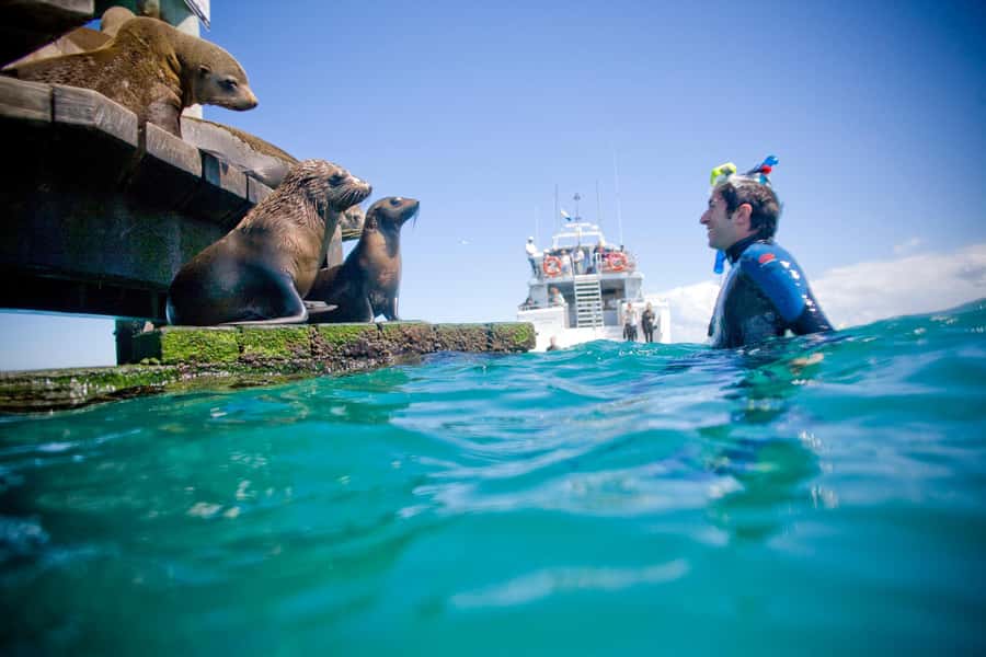 Sorrento: Dolphins & Seals Snorkeling Cruise w/ Lunch - Is $148 a fair price?