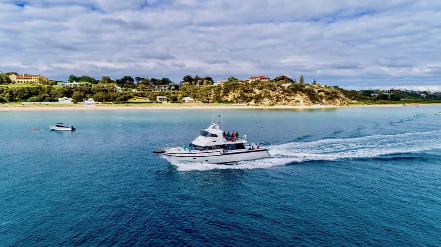 Sorrento: Dolphins & Seals Snorkeling Cruise w/ Lunch - Who will enjoy this cruise most?