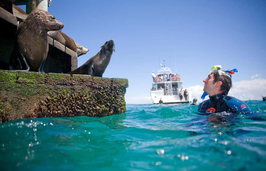 Sorrento: Dolphins & Seals Snorkeling Cruise w/ Lunch - Your first swim with the Australian fur seals