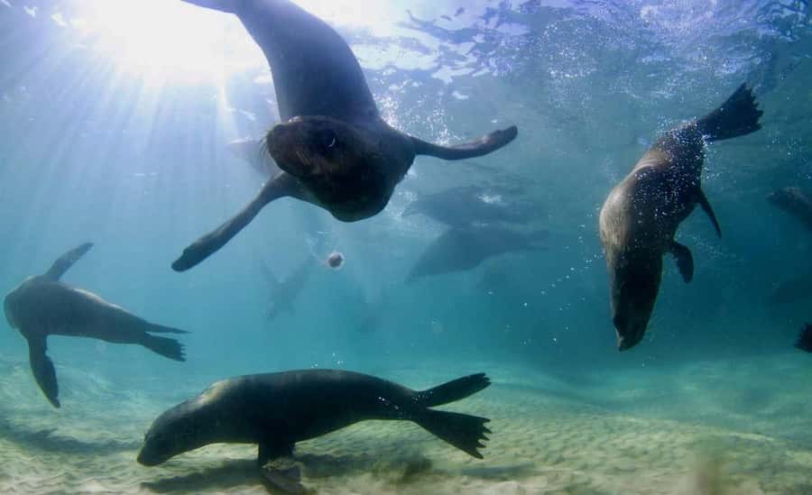 Sorrento: Seal and Sea Dragons 2-Hour Snorkel Experience - Key points at a glance