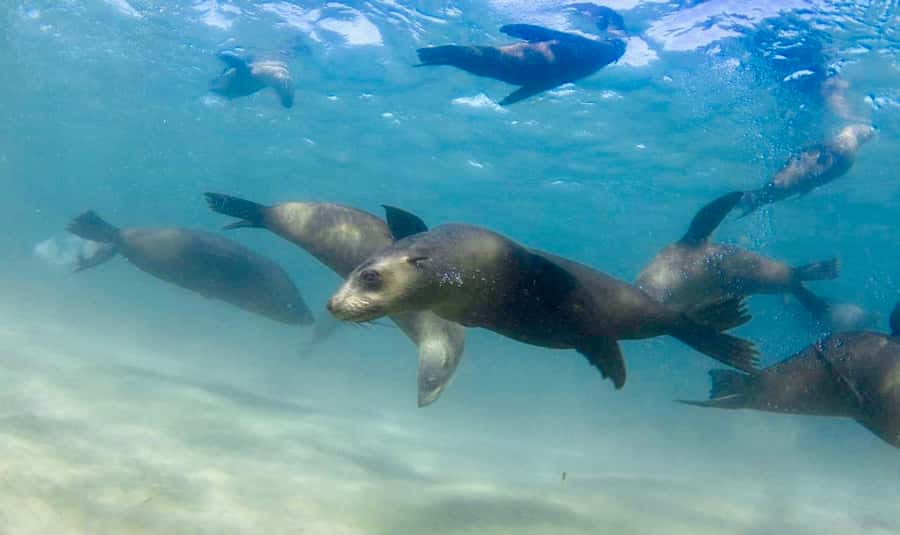 Sorrento: Seal and Sea Dragons 2-Hour Snorkel Experience - Searching the kelp for a weedy seadragon