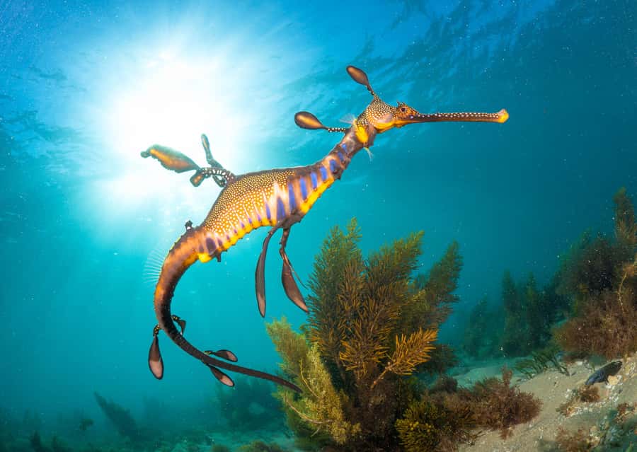 Sorrento: Seal and Sea Dragons 2-Hour Snorkel Experience - The cruise and Mornington Peninsula coast