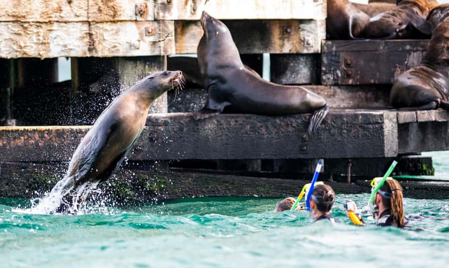 Sorrento: Seal and Sea Dragons 2-Hour Snorkel Experience - What is included for the $92 price
