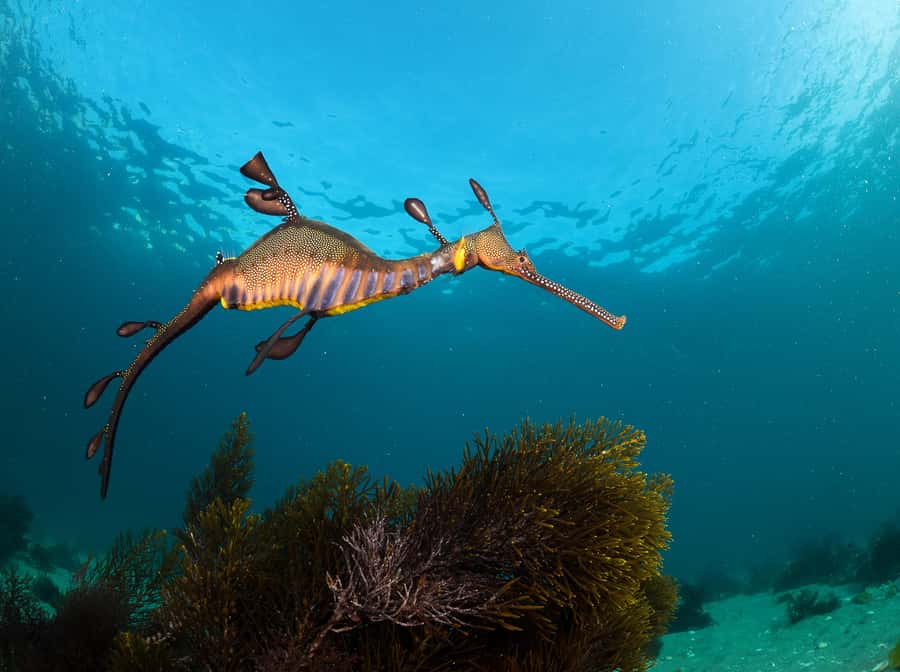Sorrento: Seal and Sea Dragons 2-Hour Snorkel Experience - Cold water, wetsuits, and what to pack